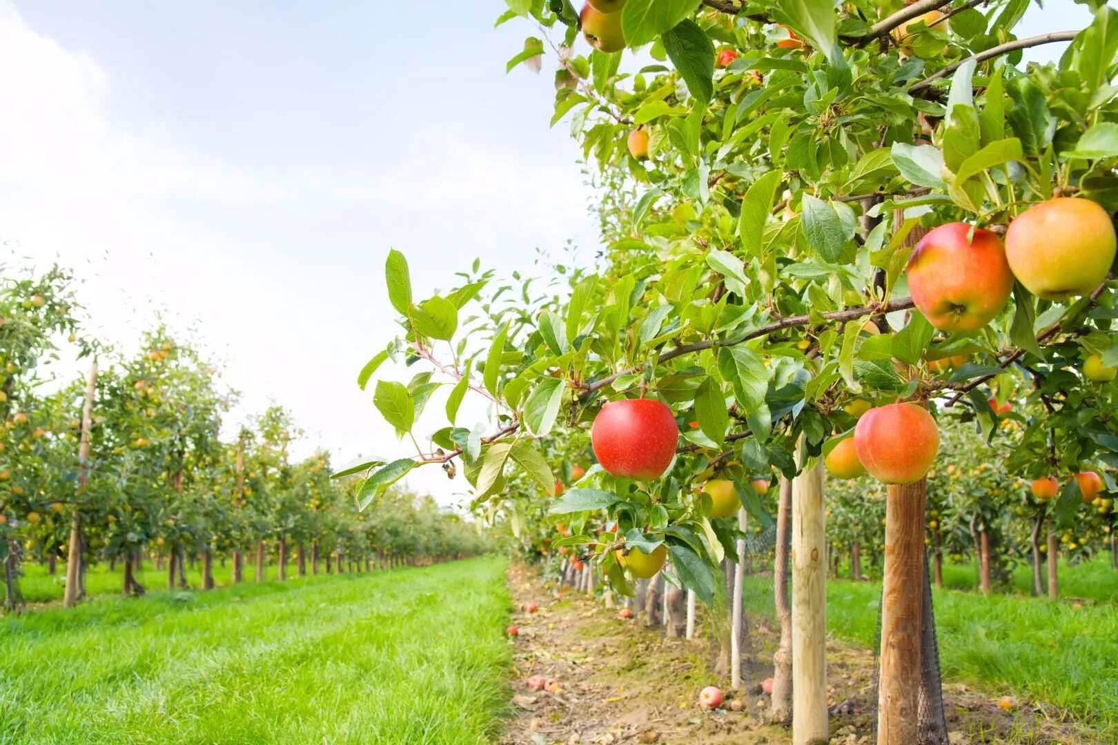 Плодовое хозяйство. Яблоневый сад Юрьев-польский. Яблочные сады Нормандии. Суперинтенсивный Яблоневый сад. Яблоневые сады суперинтенсивного типа.