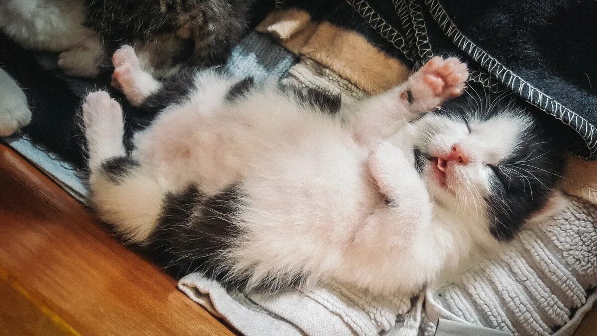 Кошки которые нуждаются в помощи. Бездомная кошка рожает. Бездомная кошка рожает. Бездомная кошка рожает. Котята залезли в комод картинки.