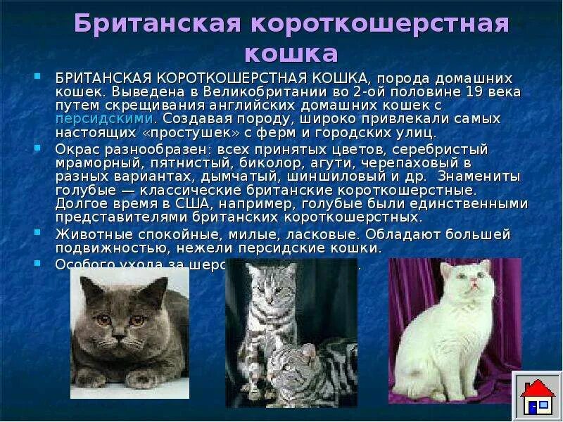 Рассмотрите фотографию кошки породы британская и выполните. Британский короткошерстный кот описание породы. Британская короткошёрстная кошка характеристика. Коротко о британской кошке. Интересные сведения британской кошки.