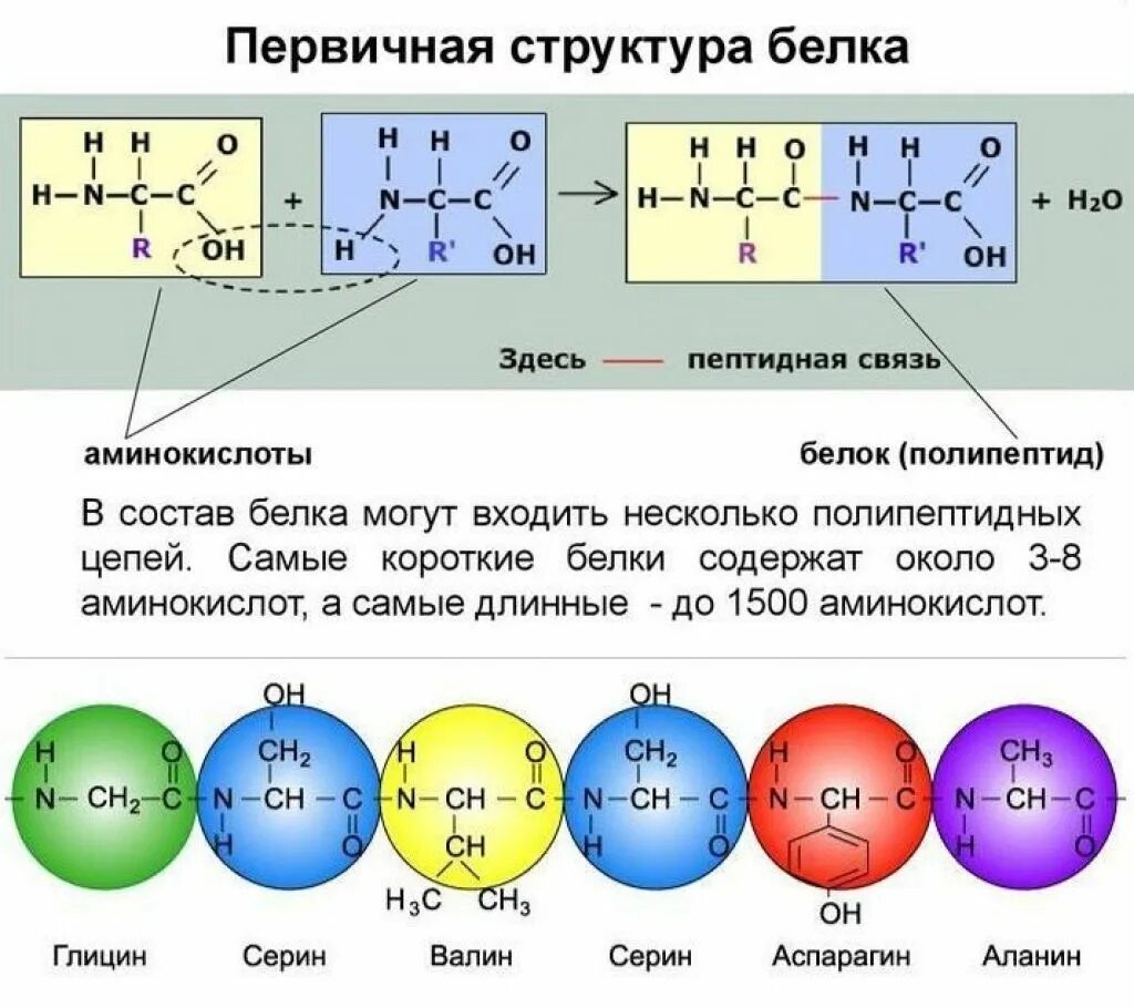 Первичная структура белка аминокислоты. Первичная структура аминокислот. Первичная структура белка формула. Структура аминокислот и белков. Первичная структура белка называют