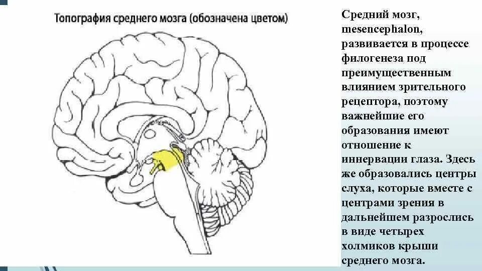 Что находится в среднем мозге