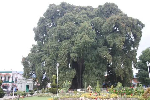 Дерево туле