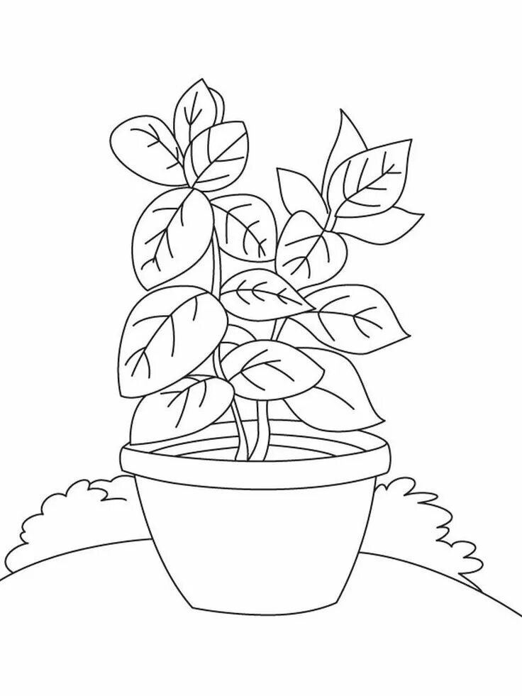 Комнатные растения раскраски для детей распечатать 78 WB h Flower drawing, Coloring pages, Embroidery flowers