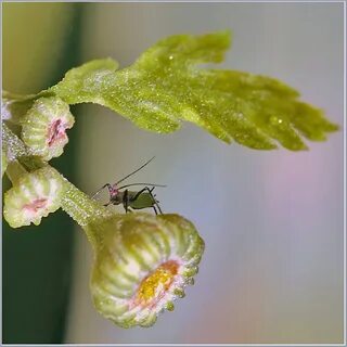 Am ant