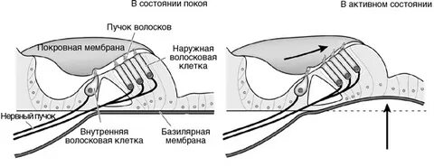 Внутренние волосковые клетки