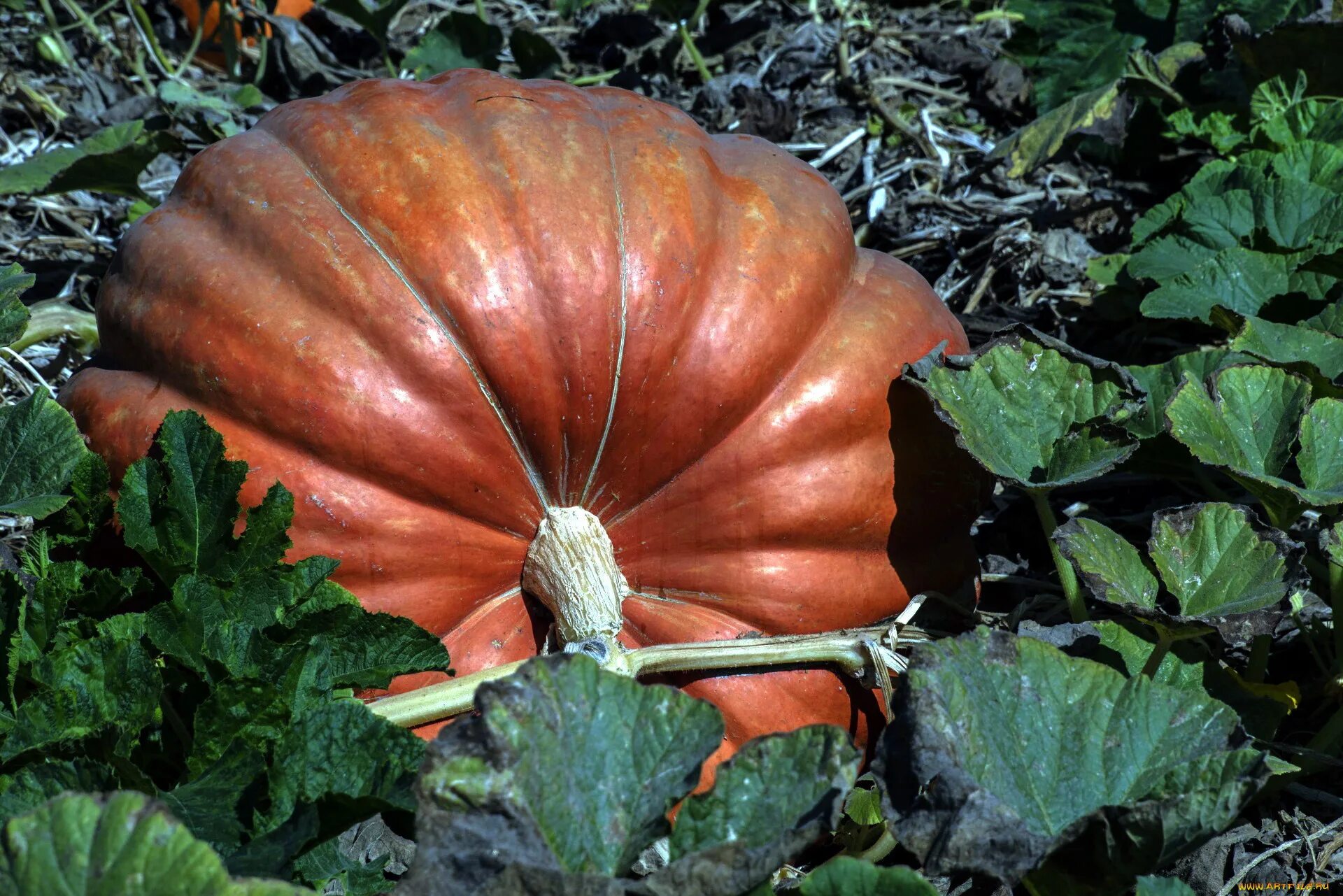 Тыква во сне для женщины. Тыква фиголистная. Сонник тыквенные. Видеть во сне тыкву. Сонник тыквенные.