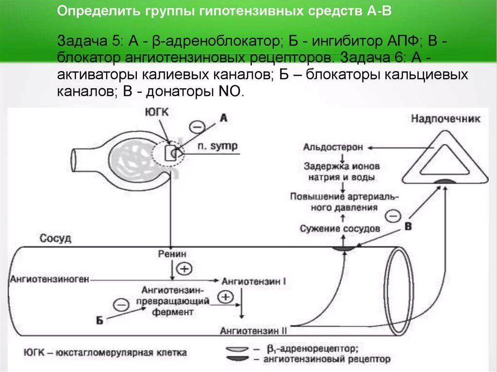 Гипотензивное средство – активатор калиевых каналов:. Активаторы кальциевых каналов препараты. Антигипертензивные активаторы калиевых каналов препараты. Схема механизма действия антигипертензивных средств.