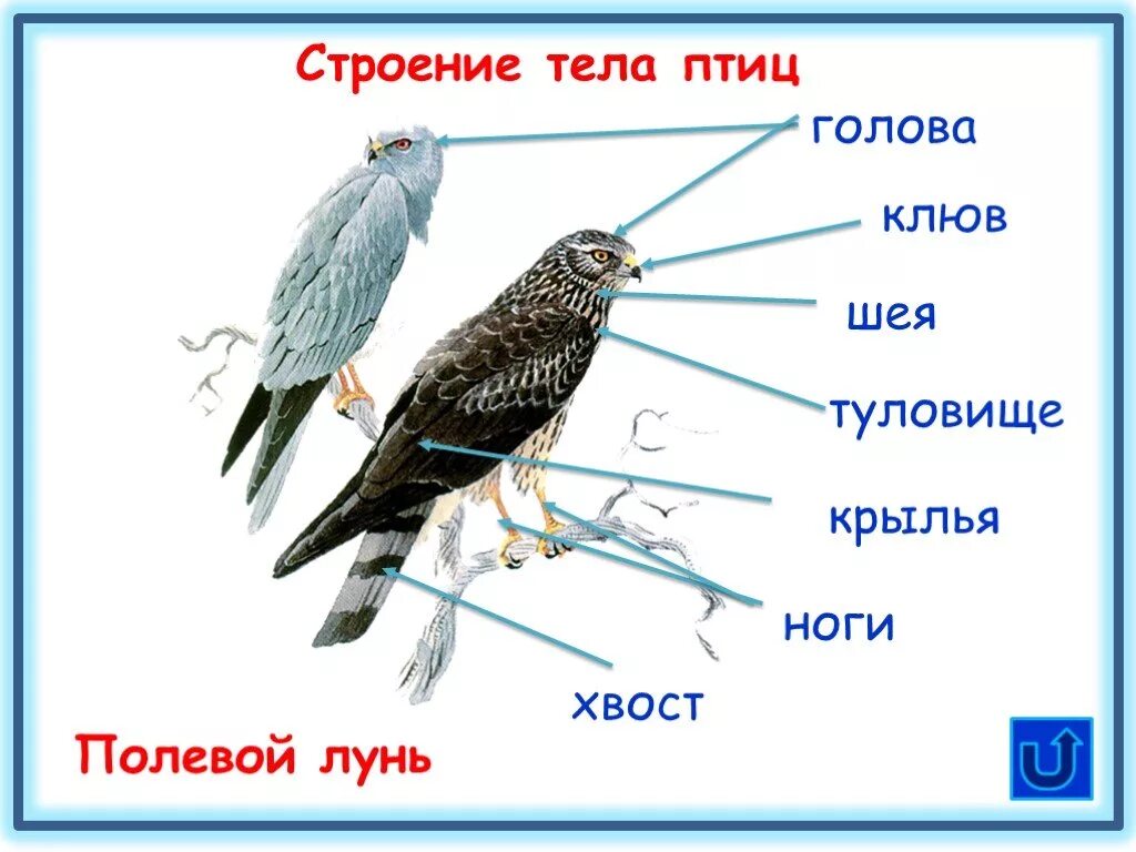 Внутреннее строение орла. Строение птицы. Части тела птицы. Наружное строение птицы. Внешнее строение птиц.