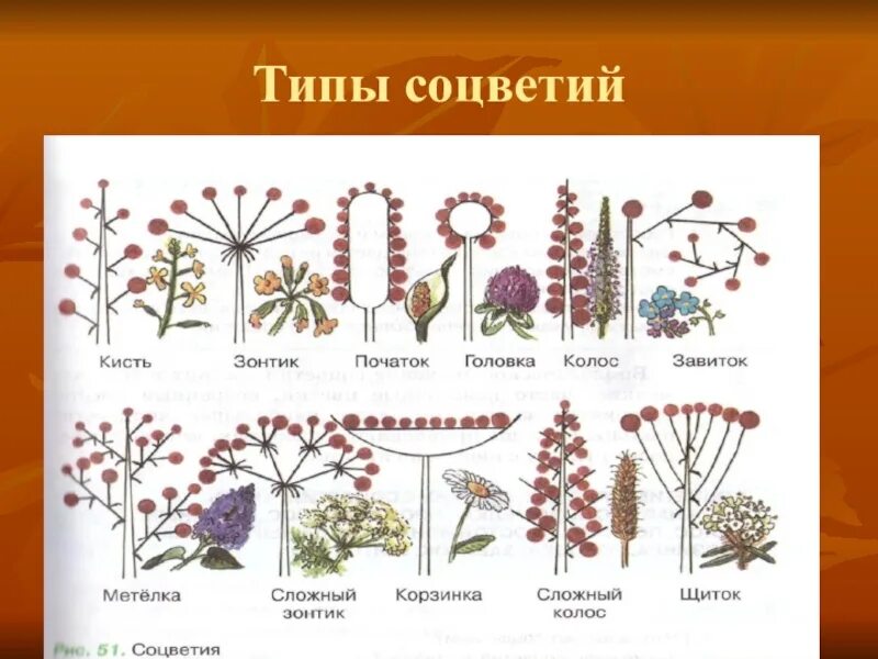 Схемы типов соцветий покрытосеменных растений. Типы соцветий ЕГЭ биология. Типы соцветий 6 класс биология кисть растения. Схема типов соцветий 6 класс биология. Виды соцветий и плодов