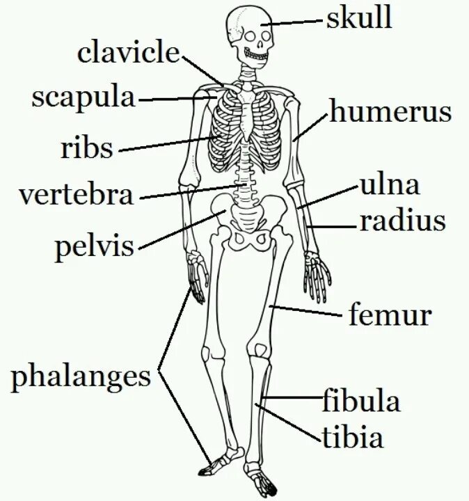 Скелет человека на английском языке. Части скелета на английском. Человеческий скелет на английском. Human Skeleton подписанный на английском.