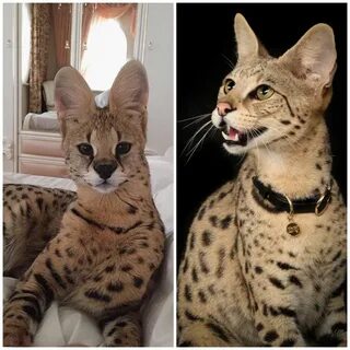 Какие кошки считаются взрослыми