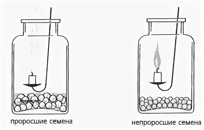 Тест по теме прорастание семян 6 класс. Дыхание семян опыт. Эксперимент дыхание семян. Опыт доказывающий дыхание семян. Опыты по дыханию семян.