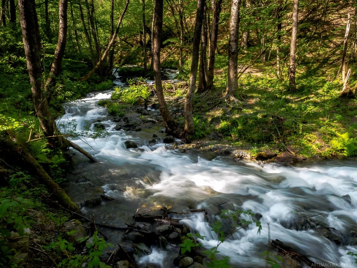 национальный парк тисо-самшитовая роща. тисо-самшитовая роща сочи. реликтовый лес сочи красная поляна. тис самшитовая роща сочи. сочинский лес.