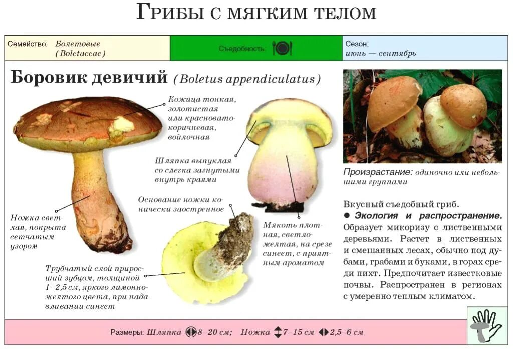 Боровик гриб шляпка снизу. Боровик гриб снизу желтый. Белый гриб вид шляпки снизу. Белые грибы но шляпки желтые снизу. Боровик описание