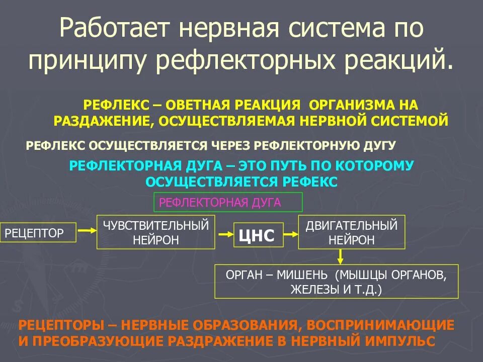 Нервно рефлекторная реакция. Рефлекторная реакция. Реакция нервной системы. Нервно рефлекторная реакция это. Типы рефлекторных реакций.