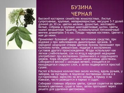 Бузина свойства