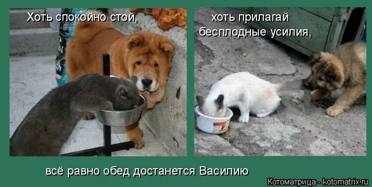 хоть спокойно. покемоны приколы. ты мне снишься цитаты. спокойной ночи понедельник. я спокоен я абсолютно спокоен.