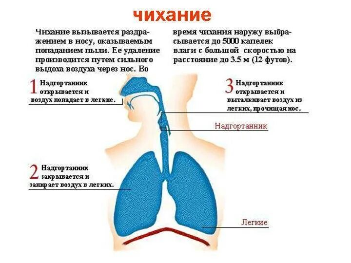 Чихание мокрота. Почему человек икает. Икота причины. Икание причина у взрослых. Причины появления икоты.