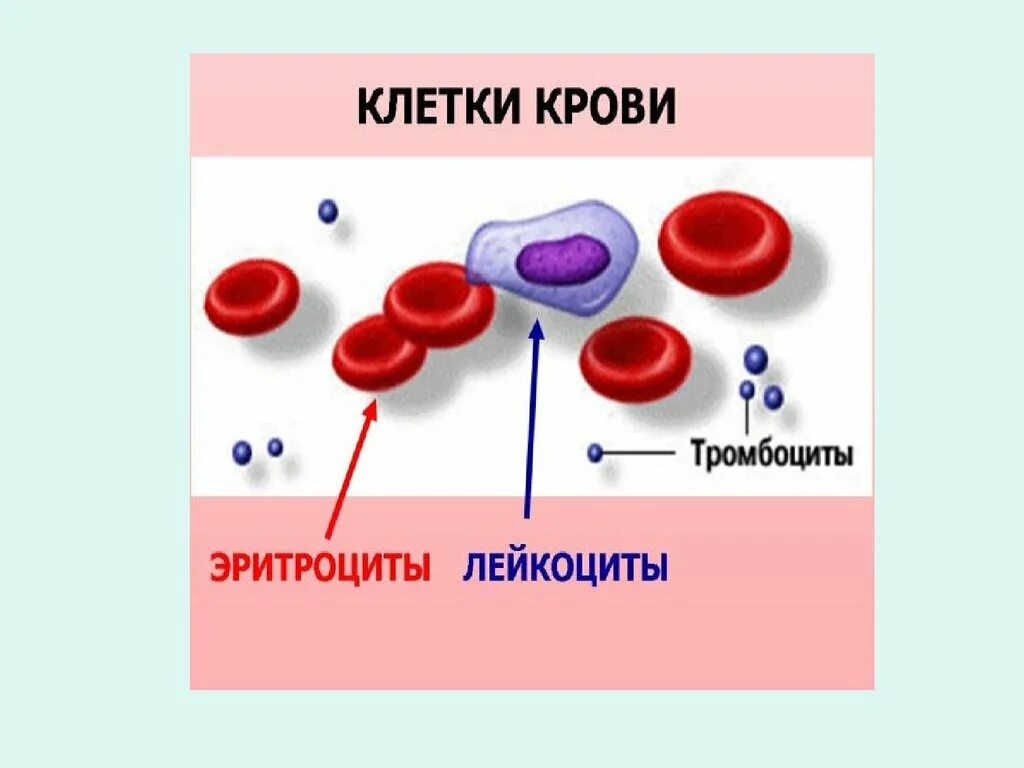 Строение клеток крови рисунок. Эритроциты лейкоциты тромбоциты рисунок. Кровь состоит из плазмы эритроцитов лейкоцитов. Кровь эритроциты лейкоциты тромбоциты.
