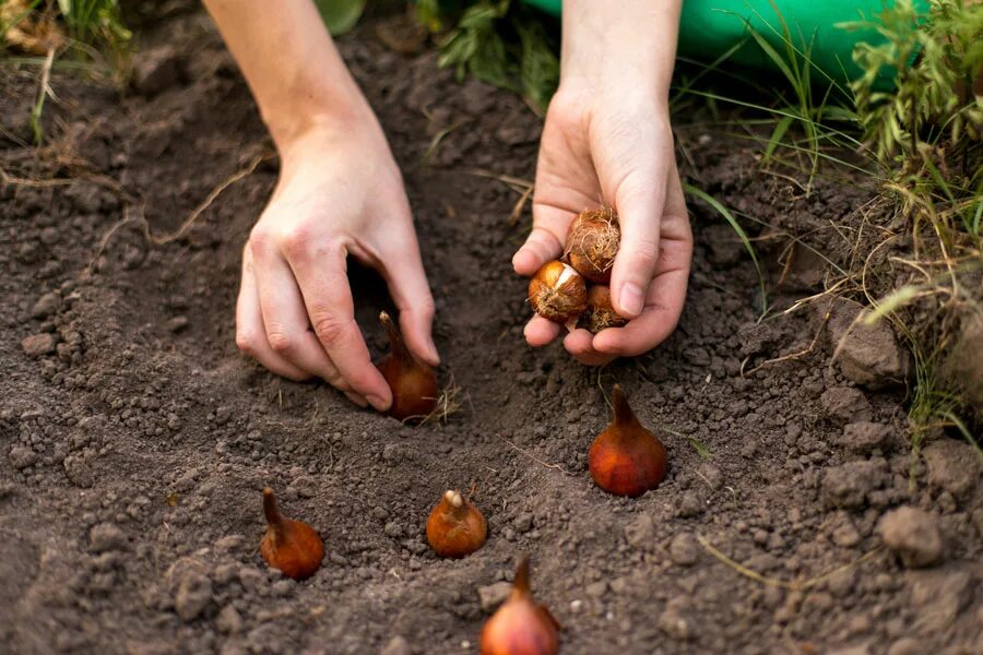 Можно ли выкапывать деревья. Высаживание луковиц тюльпана. Высаживание луковиц в грунт. Луковичные осенней посадки. Посадка луковичных осенью в грунт.