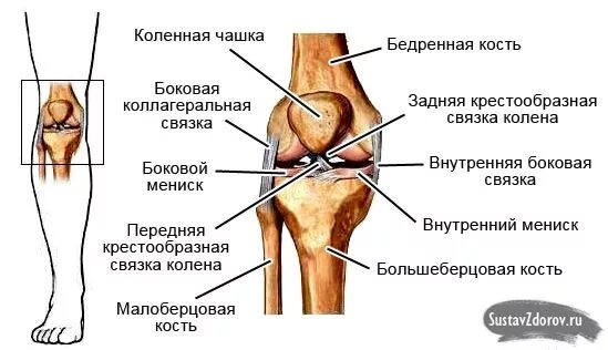 Наружная боковая связка коленного сустава анатомия. Медиальная связка коленного сустава. Большеберцовая связка коленного сустава. Анатомия бедренной кости и коленного сустава.