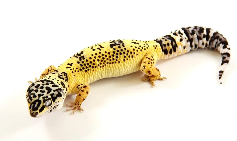 Ember эублефар. Nova эублефар. Эублефар бананового морфа. Геккон эублефар морфы. Морфа нова.