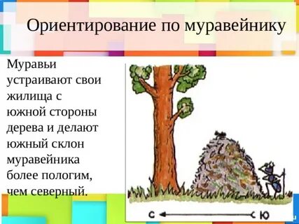 Стороны света по муравейнику