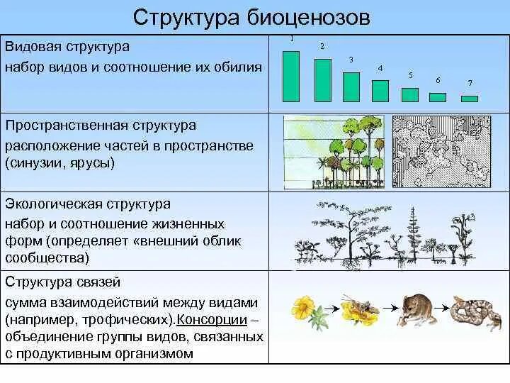 Чем характеризуется биоценоз смешанного леса ярусность плохой. Видовая структура биоценоза. Биоценоз леса схема. Структура биоценоза видовая пространственная экологическая. Структура биоценоза видовая пространственная трофическая.