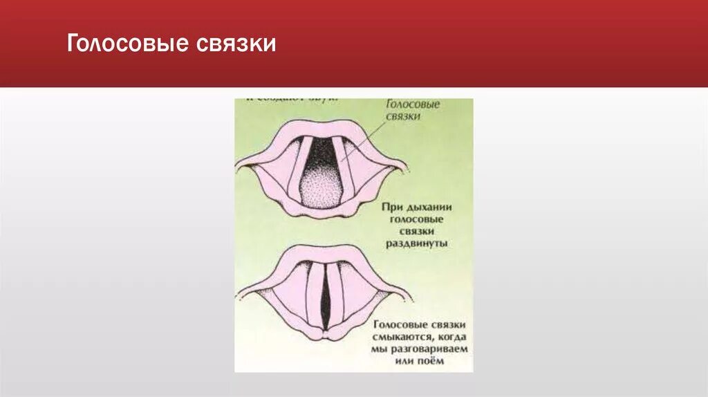 Ложные голосовые связки. Голосовые связки при дыхании. Нормальные голосовые связки человека. Между голосовыми связками голосовая