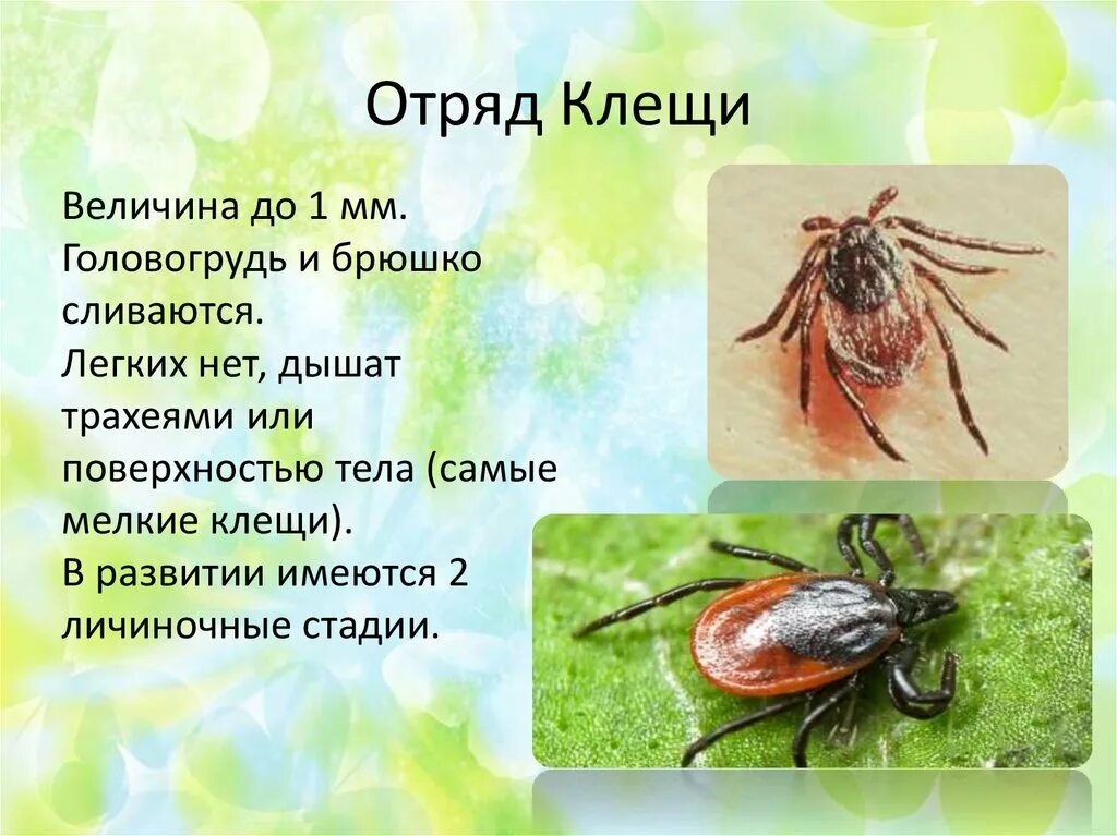 Класс паукообразные отряды. Паукообразные отряды клеща. Класс паукообразные отряд клещи. Отряд клещи представители. Клещ класс паукообразных.