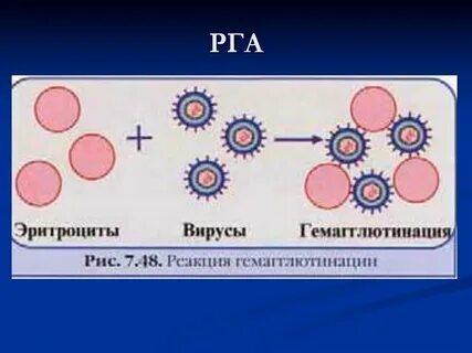 Реакция гемагглютинации