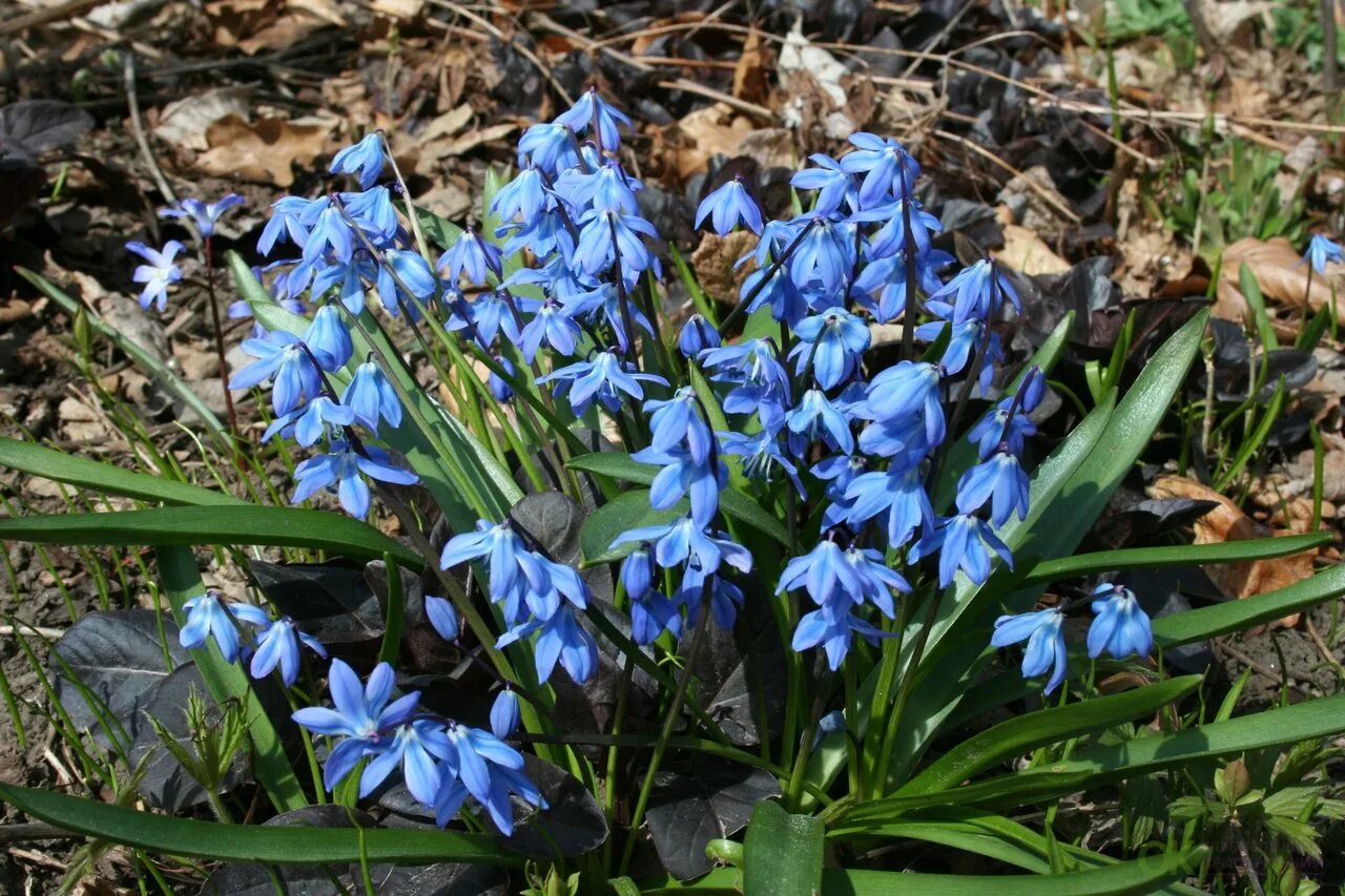 Пролеска сибирская. Пролеска Сибирская (Сцилла). Пролеска Сибирская Scilla Siberica. Сцилла (пролеска) колокольчатая. Пролеска пролеска Сибирская.