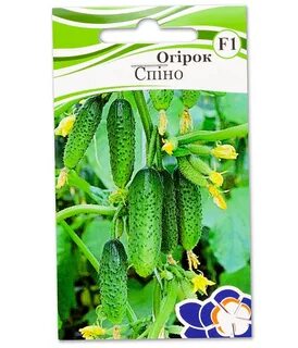 Огурец сорт спино