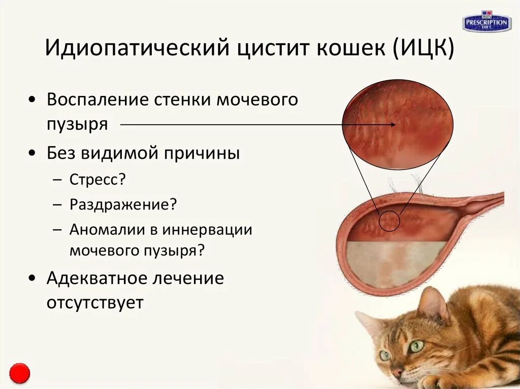 Деменция у кошек. Идиопатический цистит у кота.