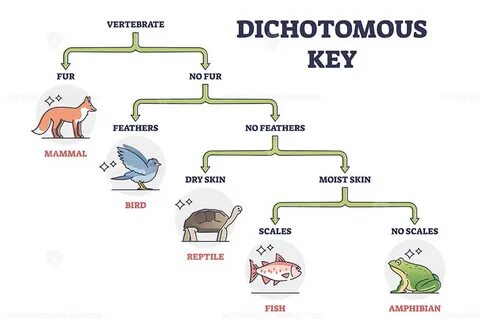 Dichotomous Key Worksheet.
