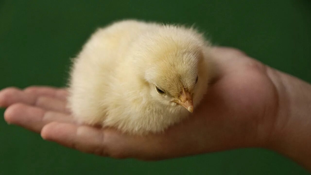 фазан квочка наседка с птенцами. цыпленок эстетика. домашняя птица. галка птица птенец. милые курочки.