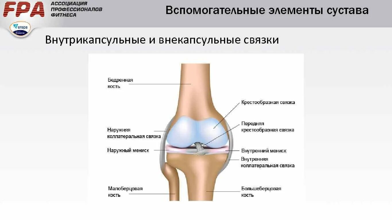 Какие структуры сустава. Основные и вспомогательные элементы сустава. Вспомогательные элементы коленного сустава. Обязательные элементы сустава вспомогательные элементы сустава. Перечислите основные и вспомогательные элементы сустава..