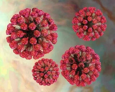 Rubella virus что это
