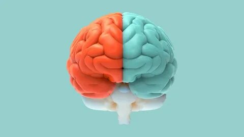 The second brain