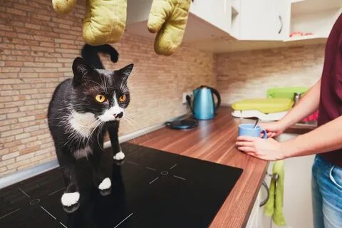 Is the cat in the kitchen