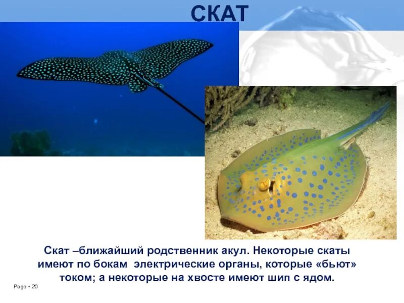 Найти слова скат. Скат. Электрические скаты которые бьют током. Электрический Скат ток. Электрический Скат бьет током.