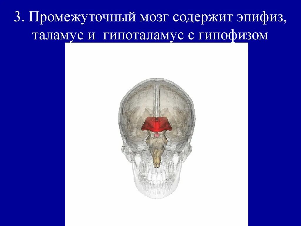 Гипофиз передний мозг. Таламус, шишковидная железа и гипофиз. Гипоталамус таламус гипофиз эпифиз. Гипофиз эпифиз кости. Промежуточный мозг гипофиз эпифиз.