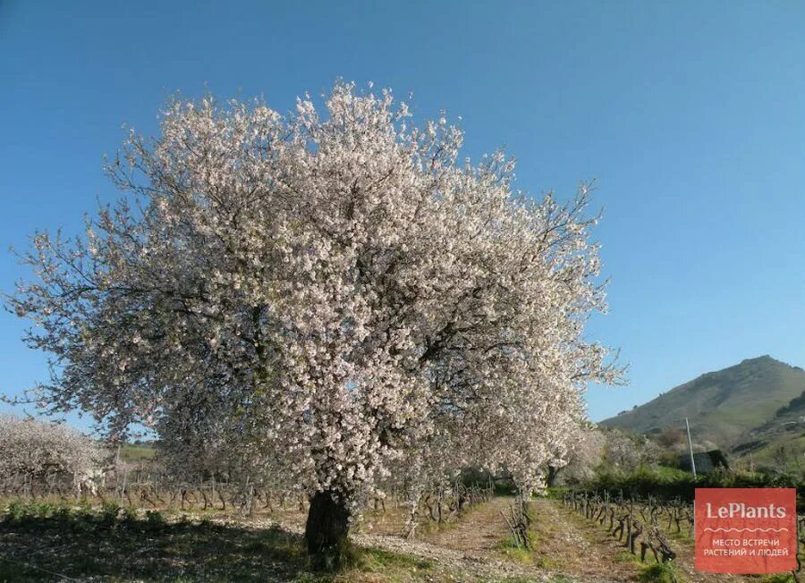 Миндаль простой. Миндаль обыкновенный (Amygdalus communis). Миндаль обыкновенный (Amygdalus communis l.). (Миндаль обыкновенный) ЛРС. Миндаль Горький куст.