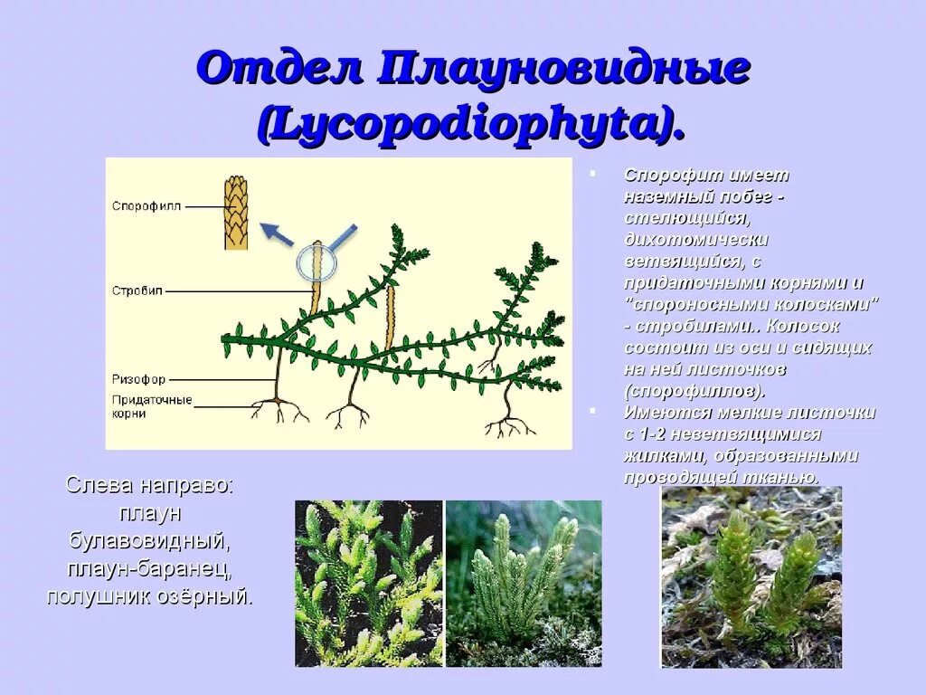 Отдел Плауновидные. Lycopodiophyta. Плауновидные споровые растения. Высшие споровые растения плауны. Плаун булавовидный отдел.