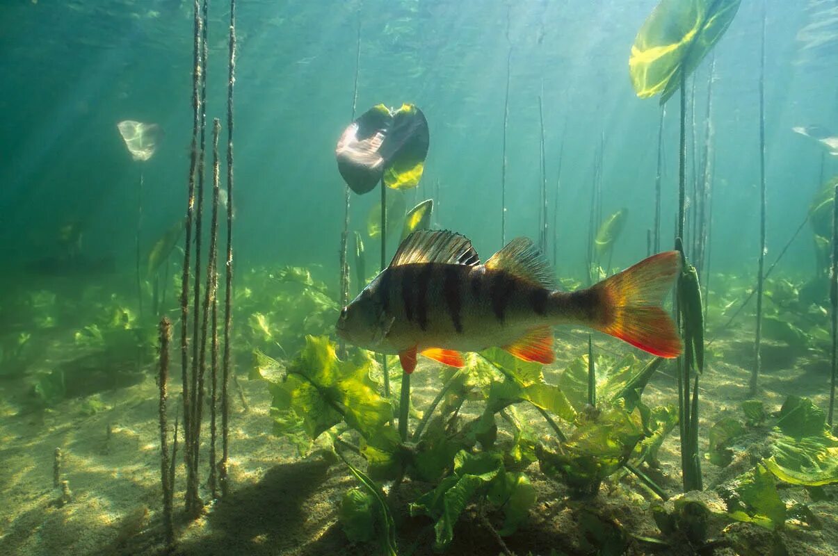 рыба живет в воде. рыба щука esox lucius. рыба живет в воде. обитатели рек. рыба сомик речной.