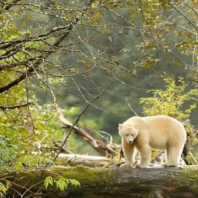 Кермодский бурый медведь. Медведь в природе. The spirit bear. Красивый медведь. Spirit bear dvd.