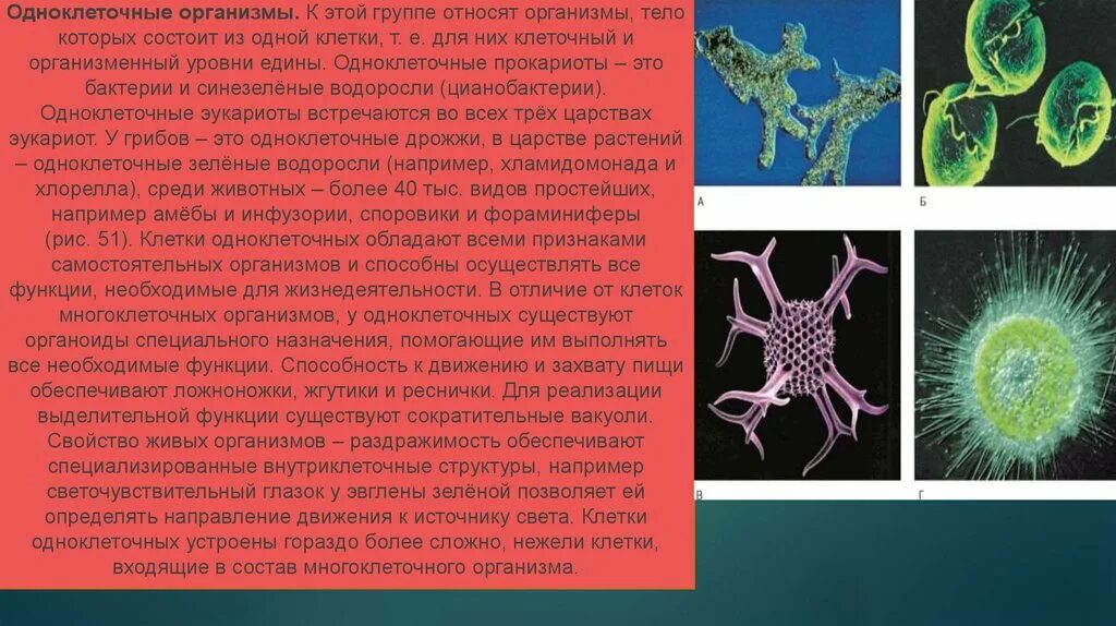 Клетки многоклеточного организма 5 класс. Одноклеточные организмы. Одноклеточные микроорганизмы. Одноклеточные организмы животные.