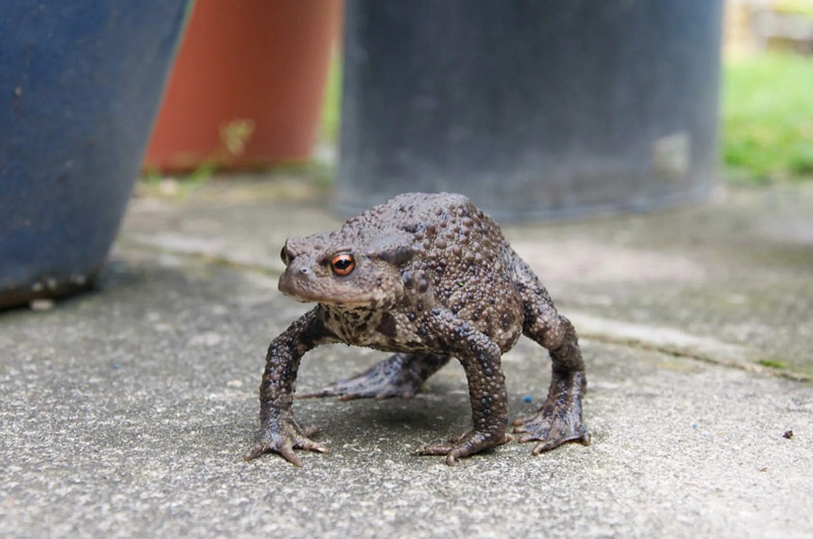 Угрожающие позы. Жаба Буфо Буфо. Обыкновенная жаба (Bufo Bufo). Обыкновенная серая жаба. Bufo Bufo (жаба обыкновенная, или серая).