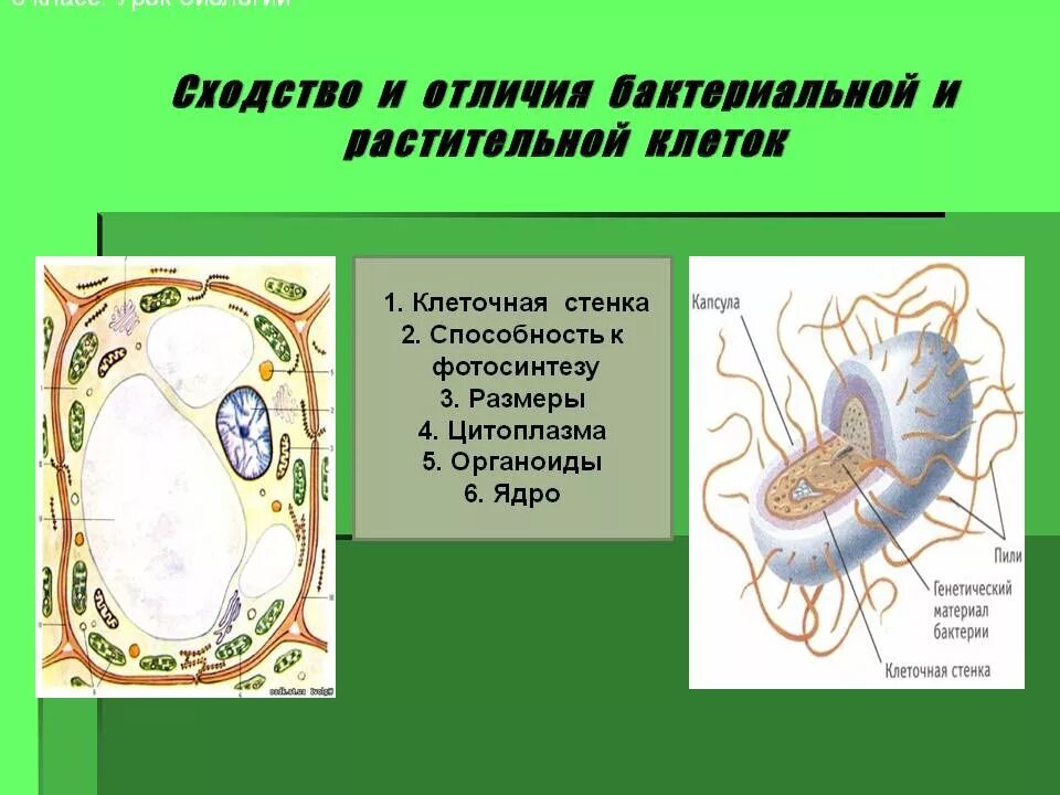 Что отличает строение