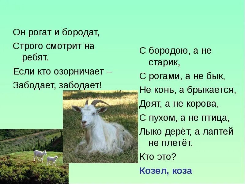 Загадка про козу. Стихи про козла для детей. Загадка про козленка. Загадка про козла. Бородой трясет лыко дерет а лаптей